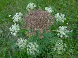 Image result for Agrocharis pedunculata