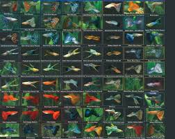50 Guppy Varieties Aquarium Fish Freshwater Aquarium Fish Tropical Fish Aquarium