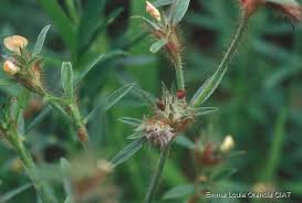 Image result for Stylosanthes