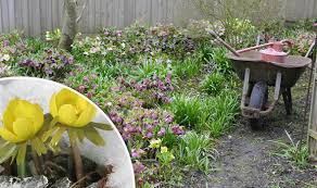 There are plenty of gardens to visit this winter in the east of england right on your doorstep. Gardening The Best Flowers To Get This Winter Express Co Uk