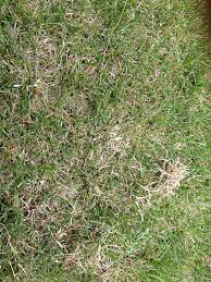 How to dethatch a lawn with a rake. Do I Need To Dethatch Or Aerate Lawnsite Is The Largest And Most Active Online Forum Serving Green Industry Professionals