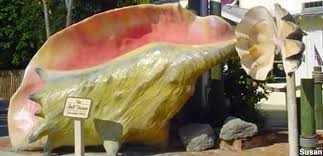 Port st lucie and the surrounding areas offer ample shopping and dining opportunities for its residents, and is home to the pga center for golf. Port St Lucie Fl Giant Conch Shell