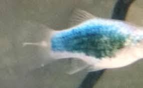 Platy Very Weak! Please Help :( | My Aquarium Club