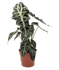 Take cuttings in spring or summer for best results. The Bonsai Plants Alocasia Elephants Ear Plant Indoor Indoor Plant Buy The Bonsai Plants Alocasia Elephants Ear Plant Indoor Indoor Plant Online At Low Price Snapdeal