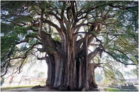 El día 28 de junio se conmemora el día mundial del árbol, el cual fue instaurado por el congreso forestal mundial realizado en la ciudad de roma en el año 1969. 28 De Junio Dia Mundial Del Arbol Agua Org Mx