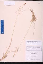 Image result for Sporobolus agrostoides