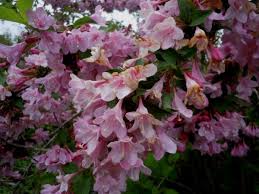 Image result for Kolkwitzia amabilis