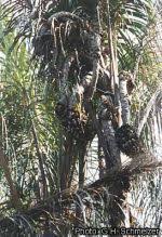 Image result for Raphia farinifera