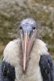 Wild Bird With Crazy Hair Professor Marabu Funny Birds Beautiful Birds Pet Birds