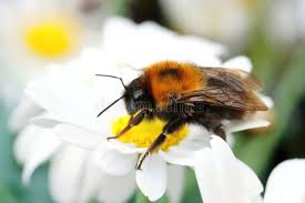 Image result for Bombus hypnorum