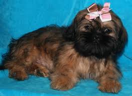 Maltese Black And Brown Shih Tzu Nursery Indiana Shih Tzu Puppies For Sale In Akc Shih Tzu In 2020 Black Shih Tzu Shih Tzu Puppy Shih Tzu
