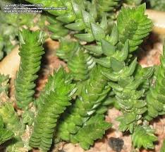 Image result for Crassula schimperi