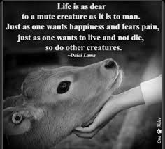 Pin By Bruna Lanfredini On Fur Babies Animal Quotes Animal Rights Vegan Quotes