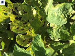 Image result for spider mites on cucumbers