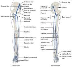 Blood vessels and lymphatics of the lower limb. Venous Drainage And Cutaneous Innervation Of The Lower Limb Lecturio