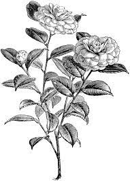 Gallery For Camellia Flower Drawing Dibujos Ilustraciones Botanicas Dibujos De Flores