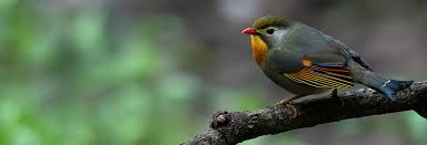 Long a sovereign political entity, sikkim became a protectorate of india in 1950 and an indian state in 1975. Sikkim Animals Name In Hindi Red Panda State Animal Of Sikkim Save My Name Email And Website In This Browser For The Next Time I Comment Makada Ka