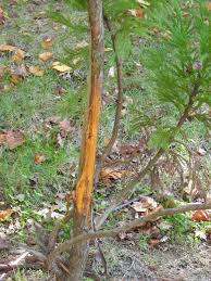 Antler rubbing can be a bigger problem than browsing and can occur even if you do not see browsing. Deer Damage To Tree The Doctor S In