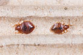 Show pests a no vacancy sign with pest control services in palm harbor, fl. How To Prepare Your Home For A Bed Bug Exterminator Treatment Nexten Pest Solutions