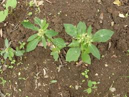 Image result for Euphorbia inaequilatera