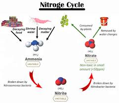 If you are introducing new fish to a matured aquarium, then there shouldn't be a problem. How To Set Up A Crayfish Tank Shrimp And Snail Breeder