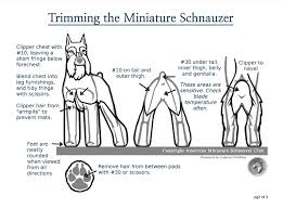 63 Competent Mini Schnauzer Size Chart