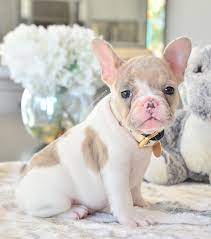 New Pics Of Willow Blue Fawn Merle Pied Female Available Www Poeticfrenchbulldogs Com Frenchbu Bulldog Puppies French Bulldog Puppies French Bulldog
