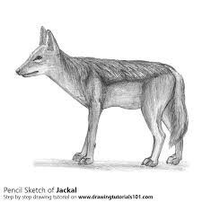 Jackal With Pencils Jackal Drawing Tutorial Moose Art Find & download free graphic resources for jackal. jackal drawing tutorial moose art