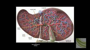 Functions of the healthy liver. 3d Model Liver Model Youtube