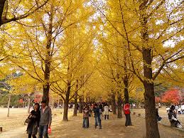 Persediaan dilakukan beberapa bulan sebelum pergi. Nami Island Petite France Promo Tiket Masuk Wisata Korea