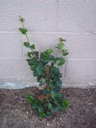 Like many shrubs, jasmine (jasminum officinale) can be propagated through stem cuttings, sliced from the plant and allowed to grow. Jasmine Propagation Tips For Seed Starting And Rooting Jasmine Cuttings Jasmine Plant Propagating Plants Jasmine Tree