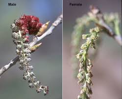 Image result for Populus deltoides