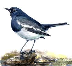 Oriental Magpie Robin Robin Drawing Birds Painting Bird Drawings