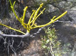 Image result for Viscum cylindricum