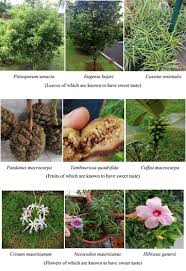 Image result for Barleria calophylloides