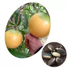 Browse our wide selection of beautiful accent trees, flowering shrubs, & perennials. Top Quality Exotic Rare Tropical Fruit Tree High Germination Rate Abiu Seeds Buy Abiu Seeds Fruit Seeds For Sale Pouteria Caimito Seeds Of Fruit Exotic Plant Seeds Tohum Samen Semillas Seeds Fruit Plants