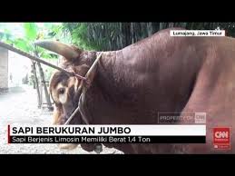 (230 kg keatas) 5.harga daging no.1 : Fantastis Sapi Limosin Berbobot 1 4 Ton Ini Dihargai Rp 125 Juta Youtube