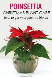 How To Care For Your Indoor Poinsettia Christmas Plant Month To Month Care Schedule Christmas Plants Poinsettia Plant Plant Care