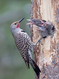 → see the flickers | meaning, pronunciation, translations and examples. Northern Flicker The Anteater Of The Woodpecker Family Ncpr News