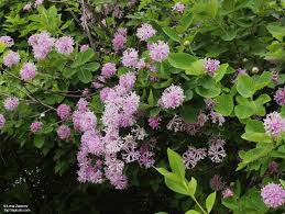Image result for Dais cotinifolia