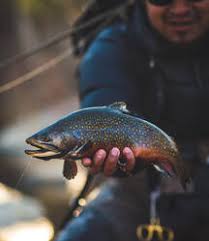There is nothing quite as exciting as seeing your deer hair mouse pattern, swallowed whole by a large brook trout. A Man Catches A Large Brook Trout On A River In Maine Stockphoto