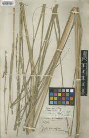 Image result for Panicum gracilicaule