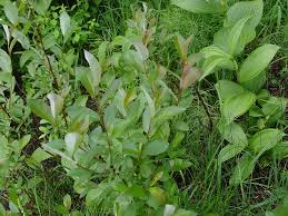 Image result for Maerua salicifolia
