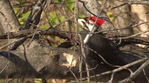 Sarasota, florida, pileated woodpecker building nest in utility pole at busy intersection. Pileated Woodpecker Call Youtube