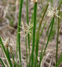 Image result for Eleocharis complanata