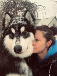 Washington alaskan malamute adoption league (wamal) was formed in 1998 by cindy neely to help with malamute rescue in washington state and since then has expanded into oregon. 40 Pics Of Alaskan Malamutes Being The Biggest Floofs Bored Panda