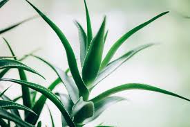 No cabe duda que el aloe vera, o la sábila (como también se le conoce), tiene múltiples beneficios para la salud, la piel y el cabello, y es una de las plantas más utilizadas en todo el mundo. Aloe Vera O Sabila Para La Caida Del Cabello Elithair