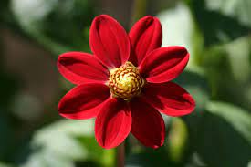 Really Interesting Facts About Dahlia Flowers And Their Meanings Gardenerdy Dahlia Flower Flower Meanings Dahlia