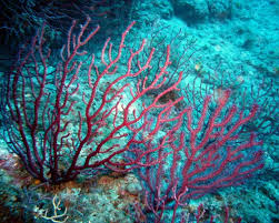 Image result for Moraea clavata