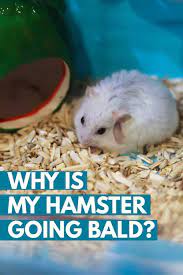 From an upset stomach, lack of appetite, bar chewing, biting himself, even hair loss. Why Is My Hamster Going Bald Hamsters 101